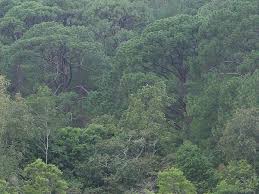 Bosque Húmedo San Sebastián